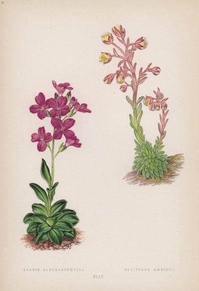 Arabis Blepharophylla; Saxifraga Ambigua - English School