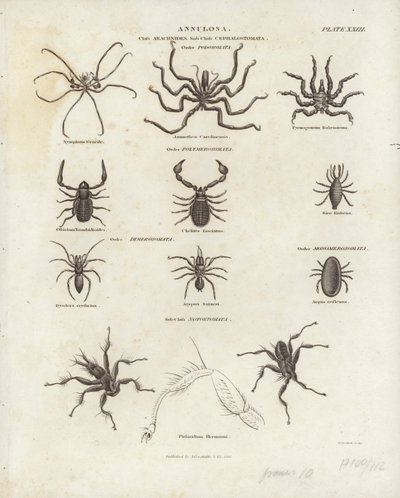 Arachnides - English School