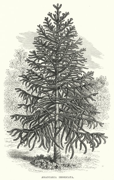 Araucaria Imbricata - English School