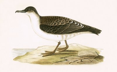 Puffin cendré arctique, illustration de 
