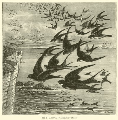 Arrivée des oiseaux migrateurs - English School