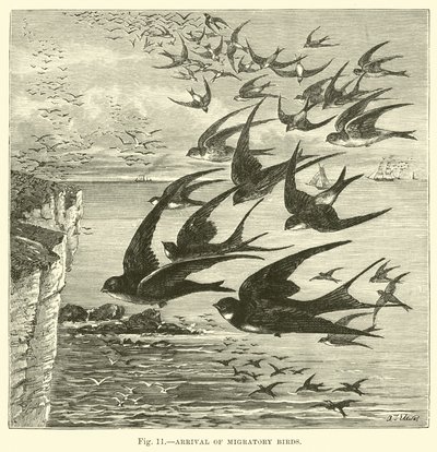 Arrivée des oiseaux migrateurs - English School