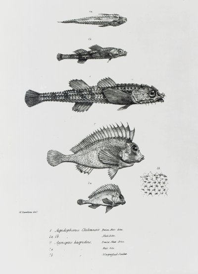 Aspidophorus Chiloensis et Agriopus Hispidus, planche 7 de 