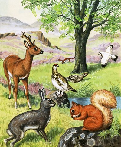 Animaux divers - English School