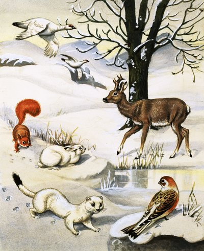 Animaux divers en hiver - English School