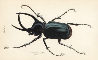 Scarabée atlas, Chalcosoma atlas (Scarabaeus atlas) - English School