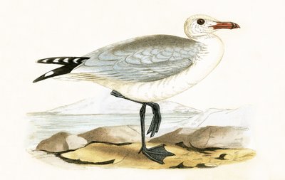 Goéland d