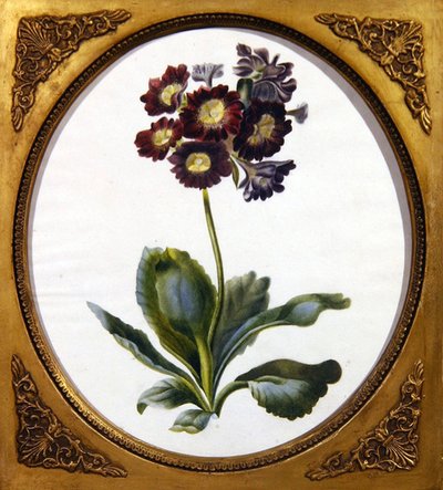 Auricule, c.1850 - English School