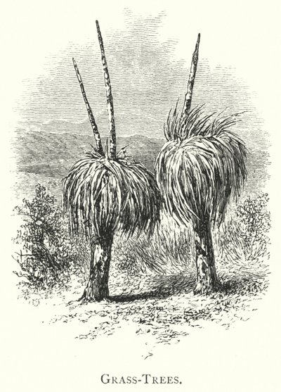Australie : arbres à herbe (gravure) - English School