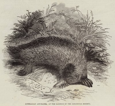 Fourmilier australien, aux jardins de la Société zoologique - English School
