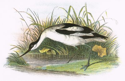Avocette - English School