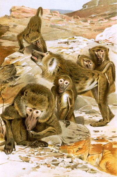 Baboons - English School