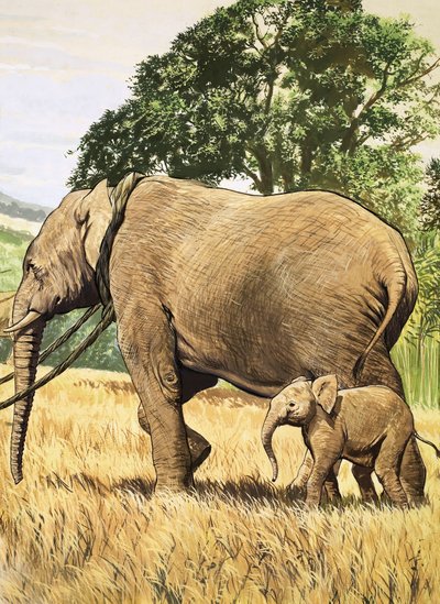 Bébé éléphant et mère - English School