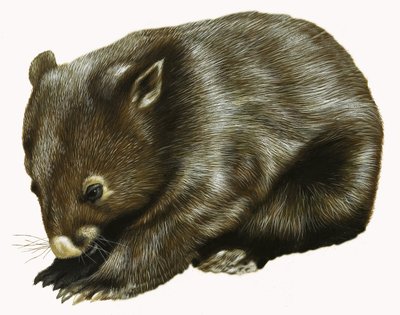 Bébé Opossum - English School