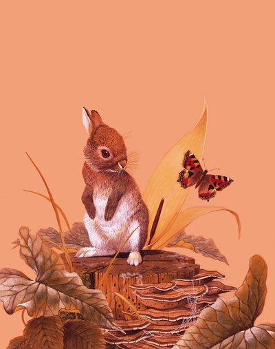 Bébé lapin - English School