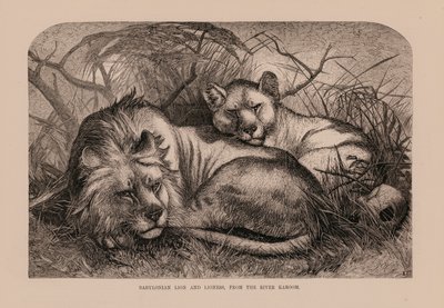 Lion et lionne de Babylone, de la rivière Karoom (gravure) - English School