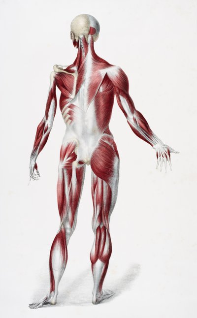 Dos du corps humain masculin montrant les muscles, les tendons et les os, de The Vessels of the Human Body, édité par Jones Quain et William Wilson, publié par Taylor et Watson, Londres en 1837 - English School