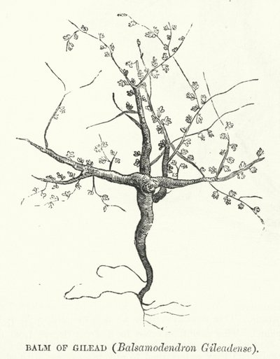 Baume de Galaad, Balsamodendron Gileadense (gravure) - English School