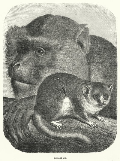 Singe de Barbarie (gravure) - English School