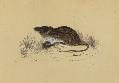 Souris de Barbarie - English School