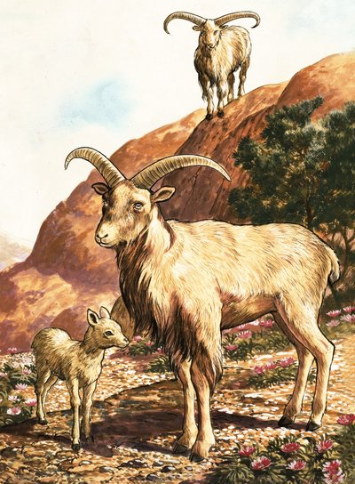 Mouflon à manchettes - English School