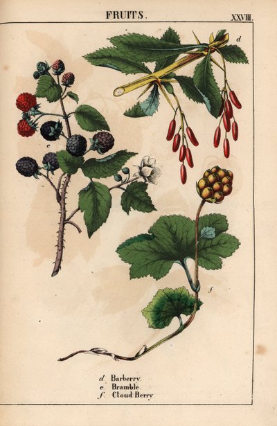 Épine-vinette, ronce et mûre des marais, de "The Instructive Picturebook, or Lessons from the Vegetable World," [Charlotte Mary Yonge], Édimbourg - English School