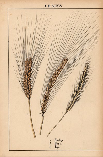 Orge, orge et ray-grass, de 