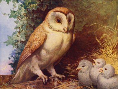Chouette effraie et poussins - English School
