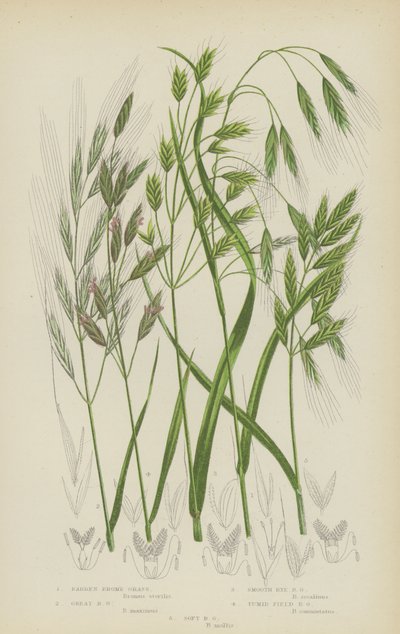 Brome stérile, Brome géant, Brome lisse, Brome des champs tumide, Brome mou - English School