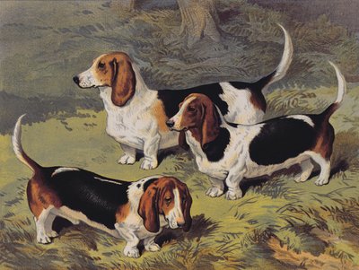 Bassets, 1890 - English School