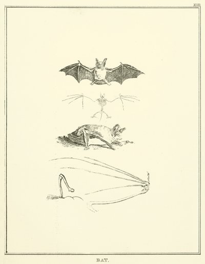 Chauve-souris (gravure) - English School