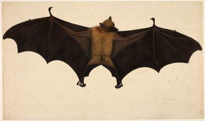 Chauve-souris, de la collection Francis Buchanan - English School