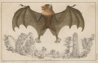 Chauve-souris, ailes ouvertes - English School
