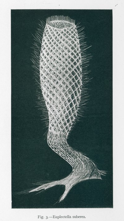 Beautés de la nature : Euplectella Suberea (litho) - English School