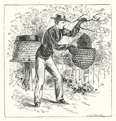 Apiculture (gravure) - English School