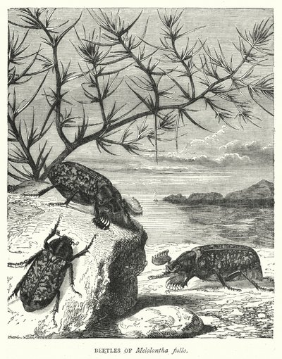 Coléoptères de Melolontha fullo (gravure) - English School