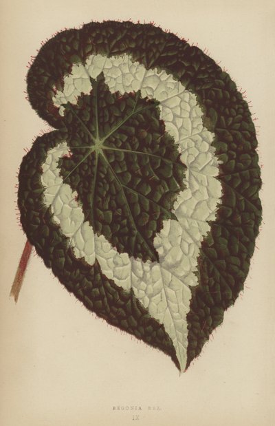 Begonia Rex - English School