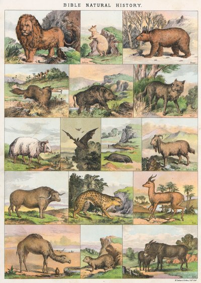 Histoire naturelle de la Bible - English School