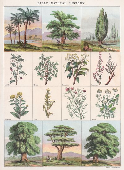 Histoire naturelle de la Bible - English School