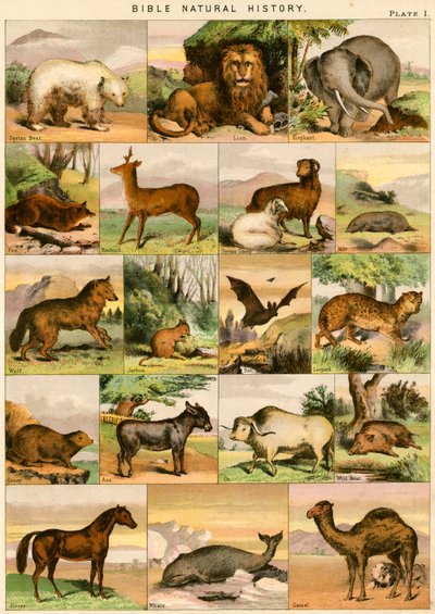 Histoire Naturelle de la Bible - English School