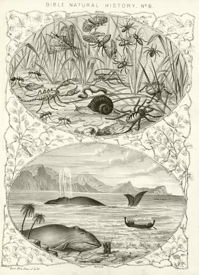 Histoire naturelle de la Bible - English School