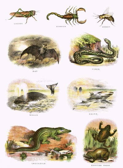 Histoire naturelle biblique - English School