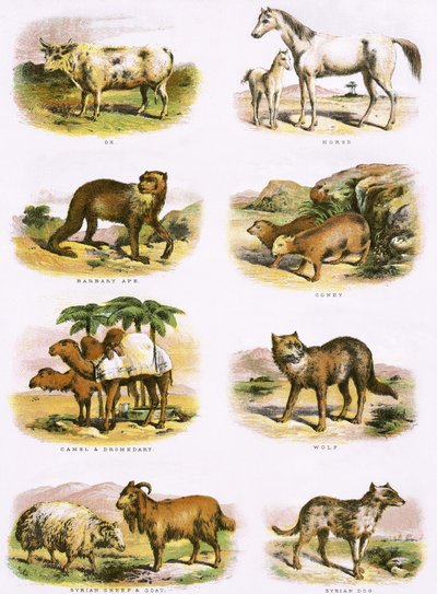 Histoire naturelle biblique - English School