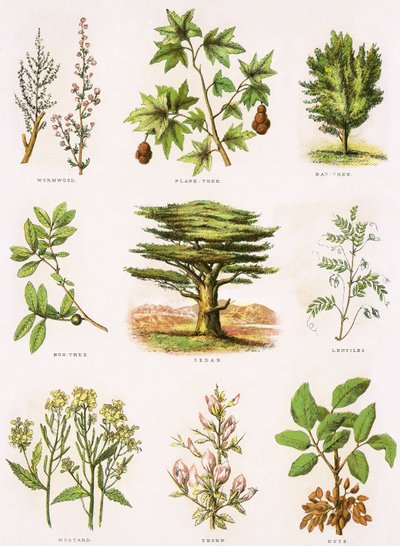 Histoire naturelle biblique - English School