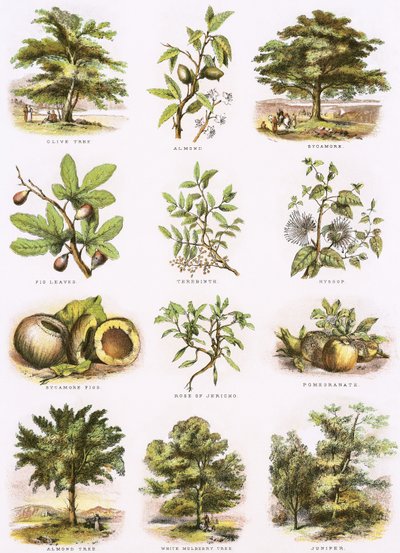 Histoire naturelle biblique - English School