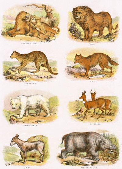 Histoire naturelle biblique - English School