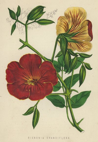 Bignonia Grandiflora - English School
