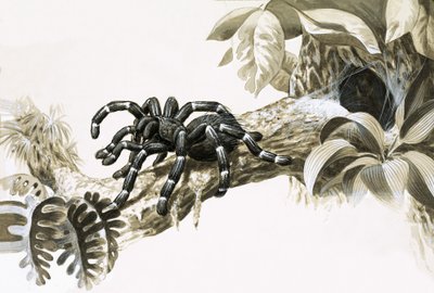 Araignée mangeuse d