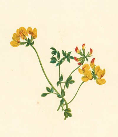 Lotier Corniculé, Lotus Corniculatus - English School
