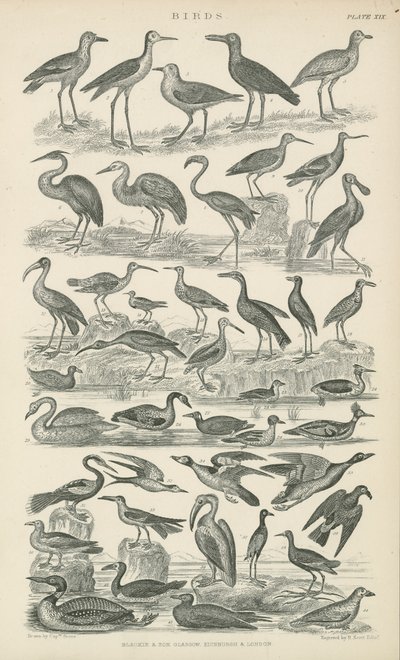 Oiseaux - English School